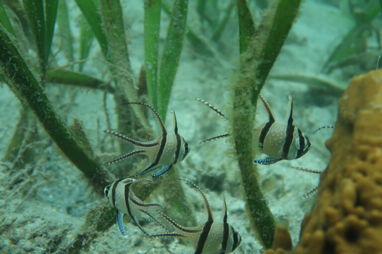 Banggai Cardinal Fish between Seagrass