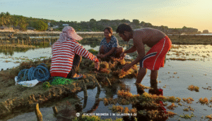 Warga Pulau Raijua, NTT, sedang membudidayakan rumput laut di perairan.